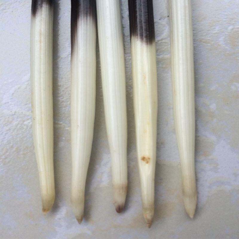 10Pcs Porcupine Quills DIY Fish Float Hair Stick Hair Craft Fishing Bobber