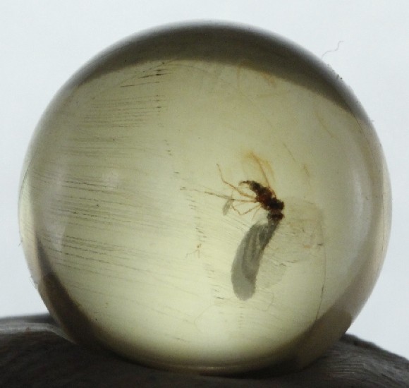 ++ FLY in Mexican Amber Sphere 12mmd ++