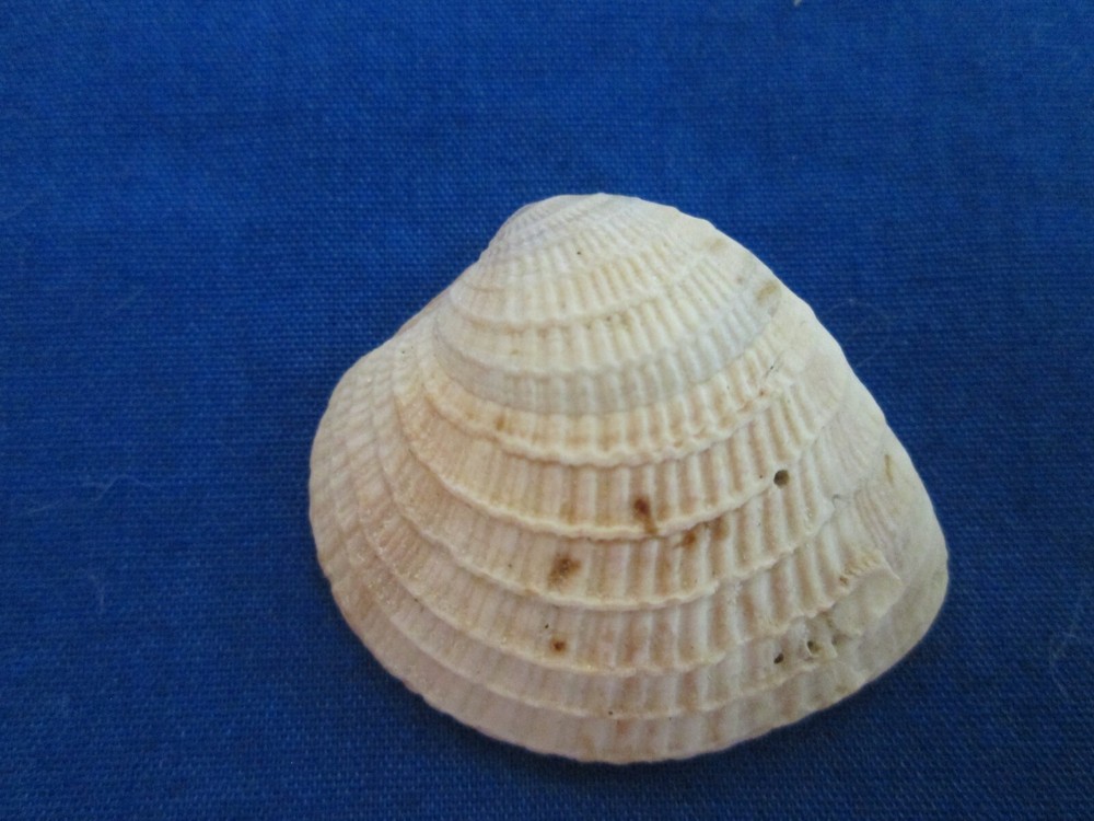 Small Venus Clam Sea Shell-St. Augustine-1"