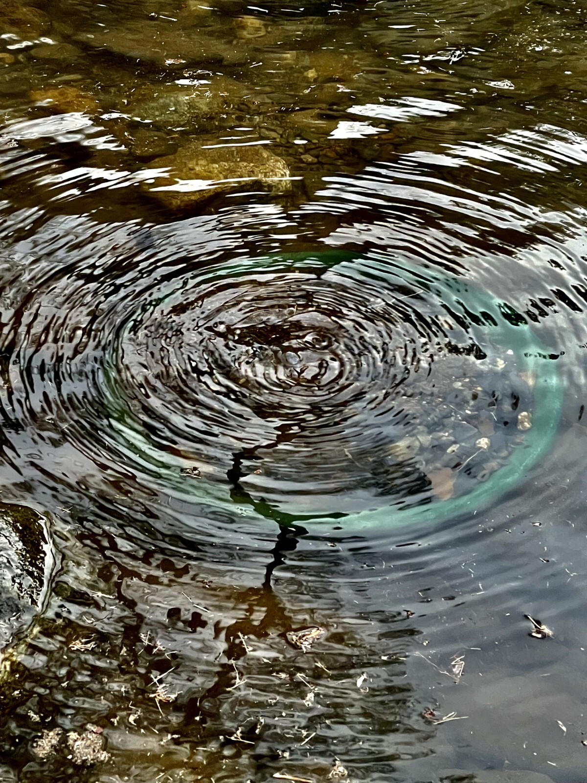 Yuba River Gold Unsearched Paydirt Plus Added Gold Straight from the River rich