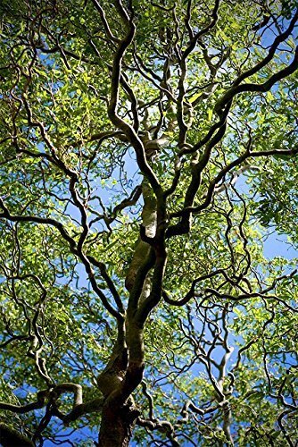 2 Corkscrew Willow Trees - Live Tree Cuttings - Branches and Leaves Curl