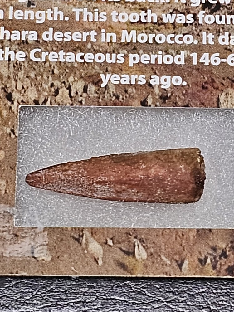 Original Spinosaurus Tooth - Excellent Quality - With Display Case