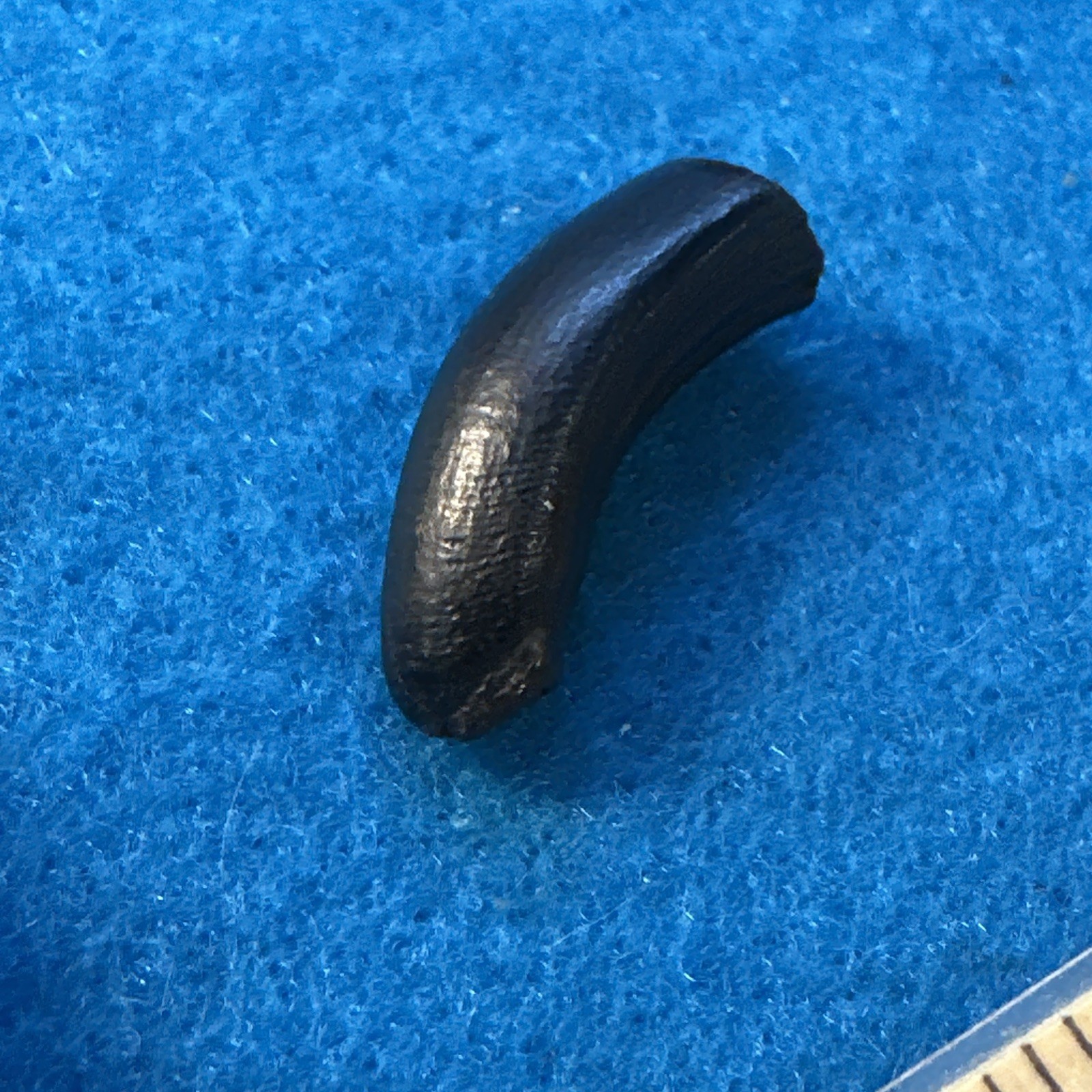 Beaver Prehistoric Incisor Tooth Fossil in Display Case