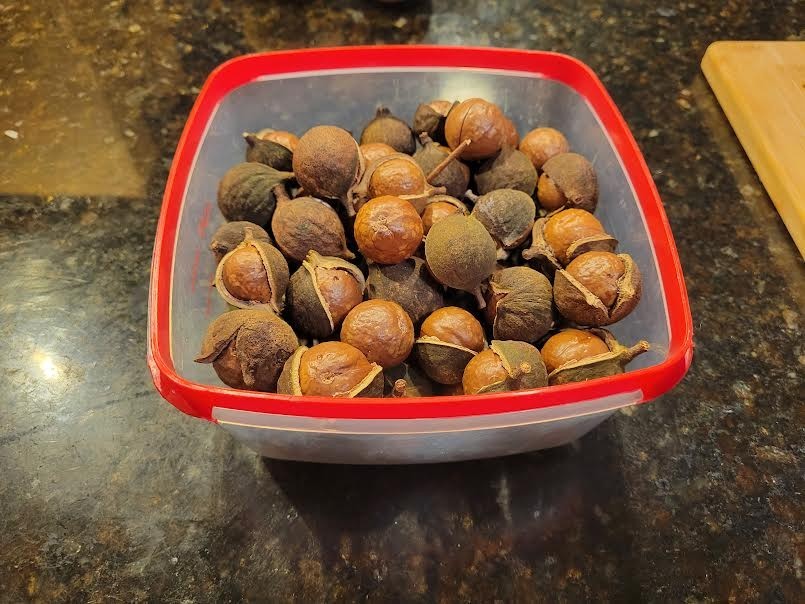 Beaumont Macadamia Nut Seedling (Macadamia integrifolia)