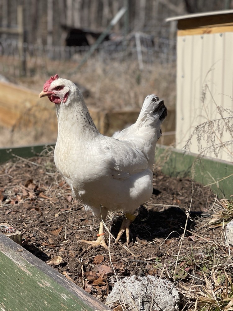 Delaware Chicken Hatching Eggs NPIP tested 12+ 2