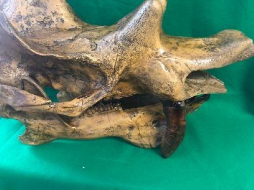 UINTATHERIUM  SKULL  REPLICA