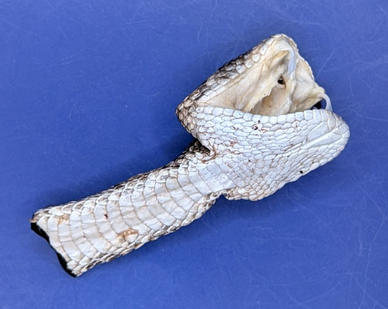 Western Rattlesnake Head with Open Mouth and Fangs Collectible Display Taxidermy