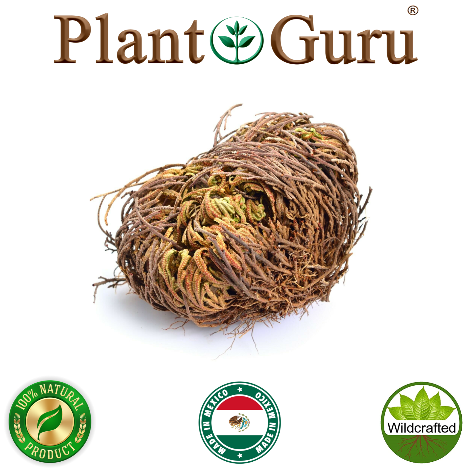 Jericho Flower - 24 Pack Bulk - Rose of Jericho, Resurrection Flower Whole Dried