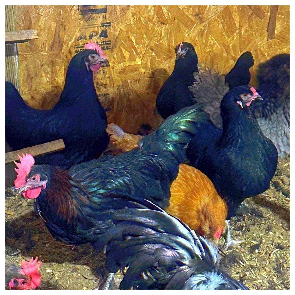 3 Easter Egger/Copper Maran Mix Chicken Hatching Eggs (NPIP Certified)