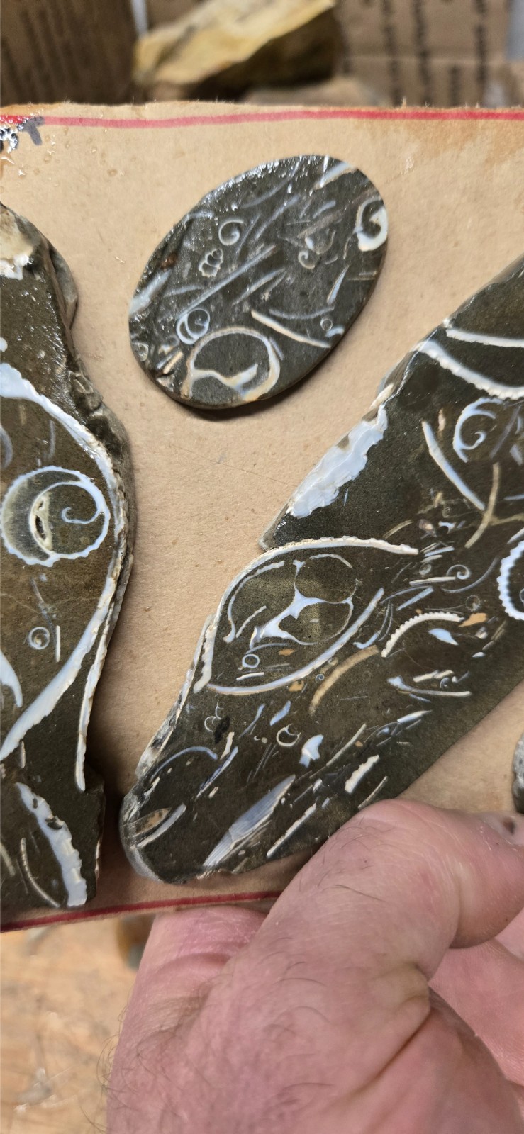 Purisma Formation Fossil Limestone, Cabochon Slabs Preforms 13 Pcs, Flat 135