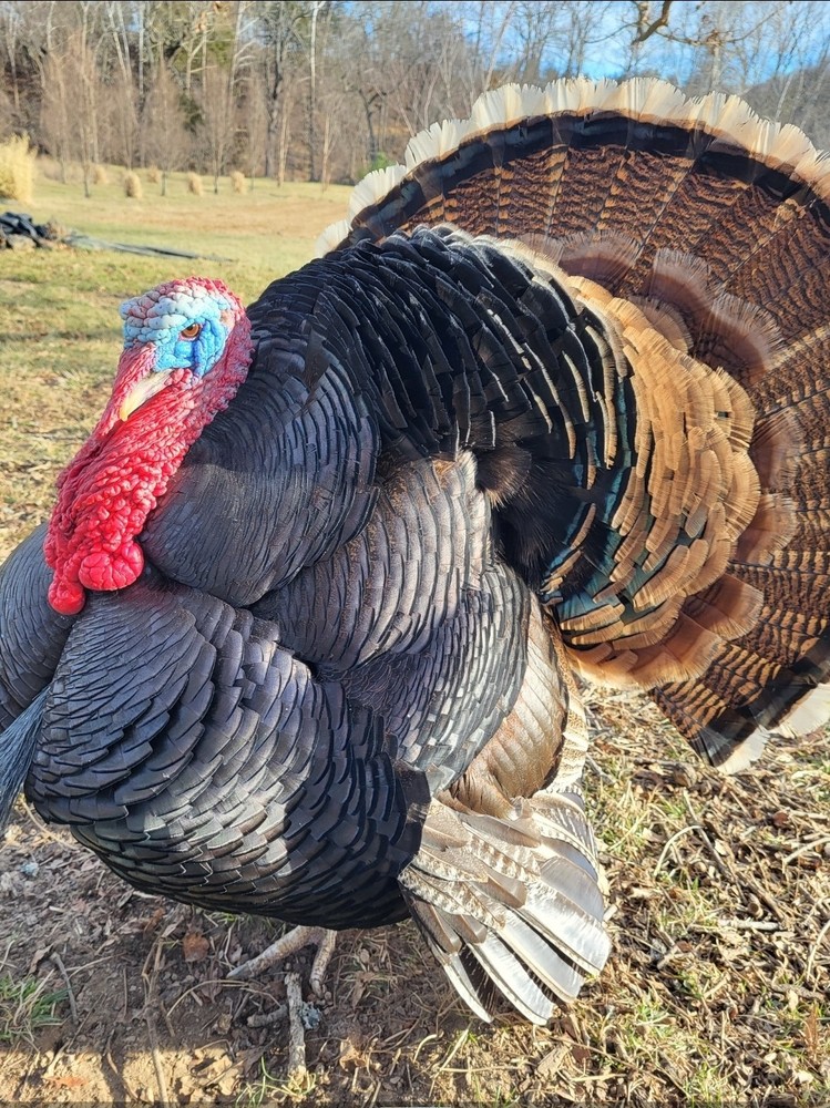 6 Eastern Wild  ×Bourbon Red Turkey Cross Hatching Eggs