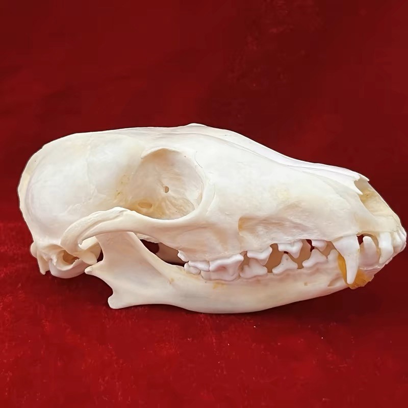 New 10Pcs Real Fox Skull Taxidermy Real Bone Skeleton Halloween Decoration Gift