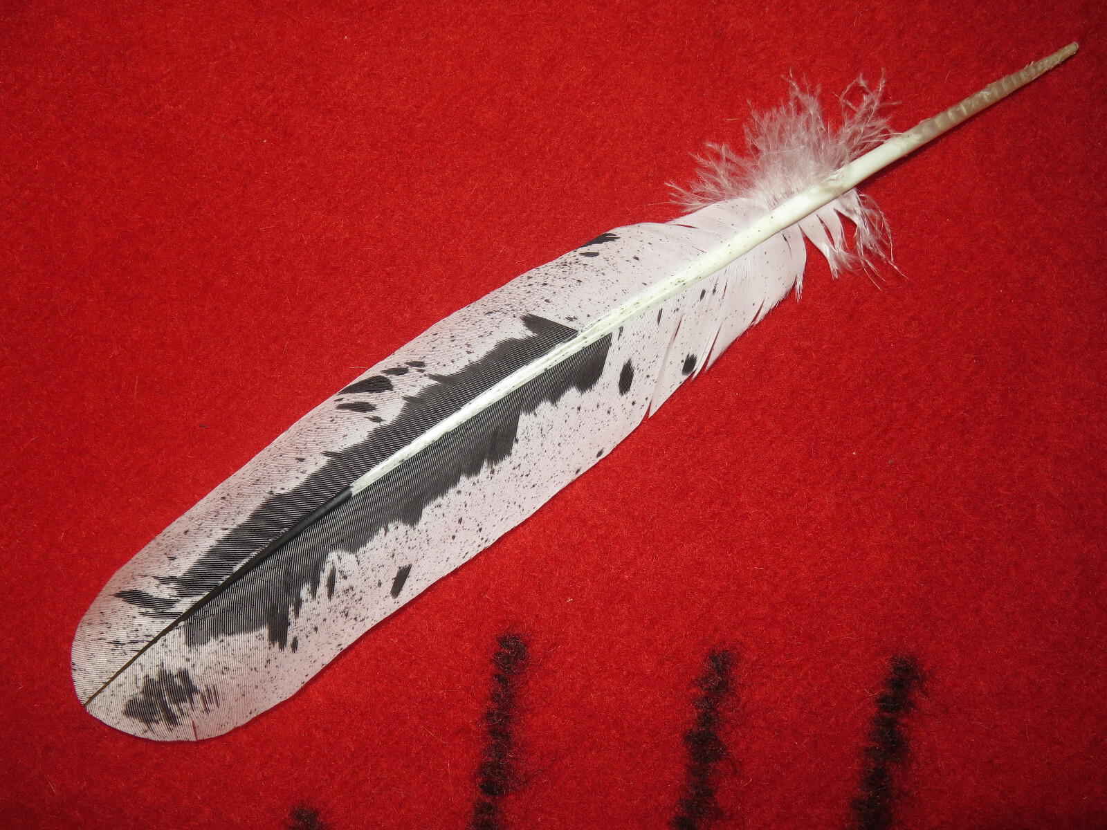 Native American made hand painted Immature Bald Eagle feather