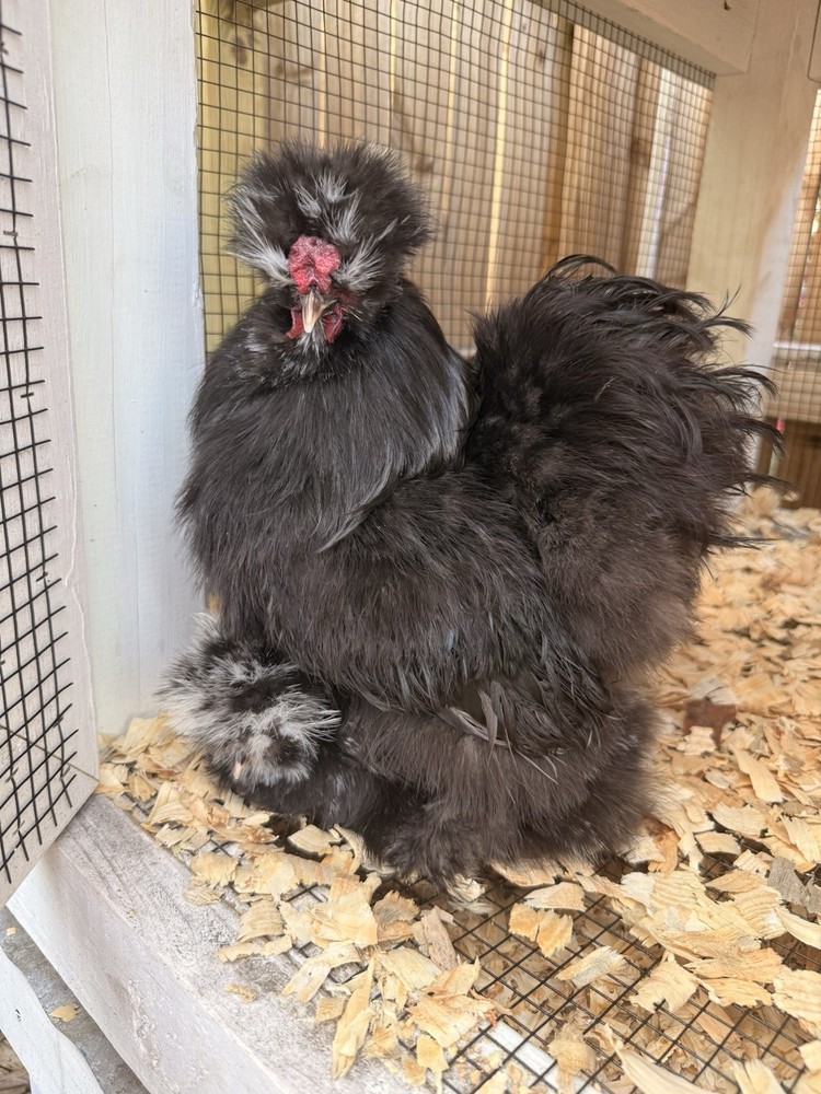 6 ct hatching silkie assorted colors