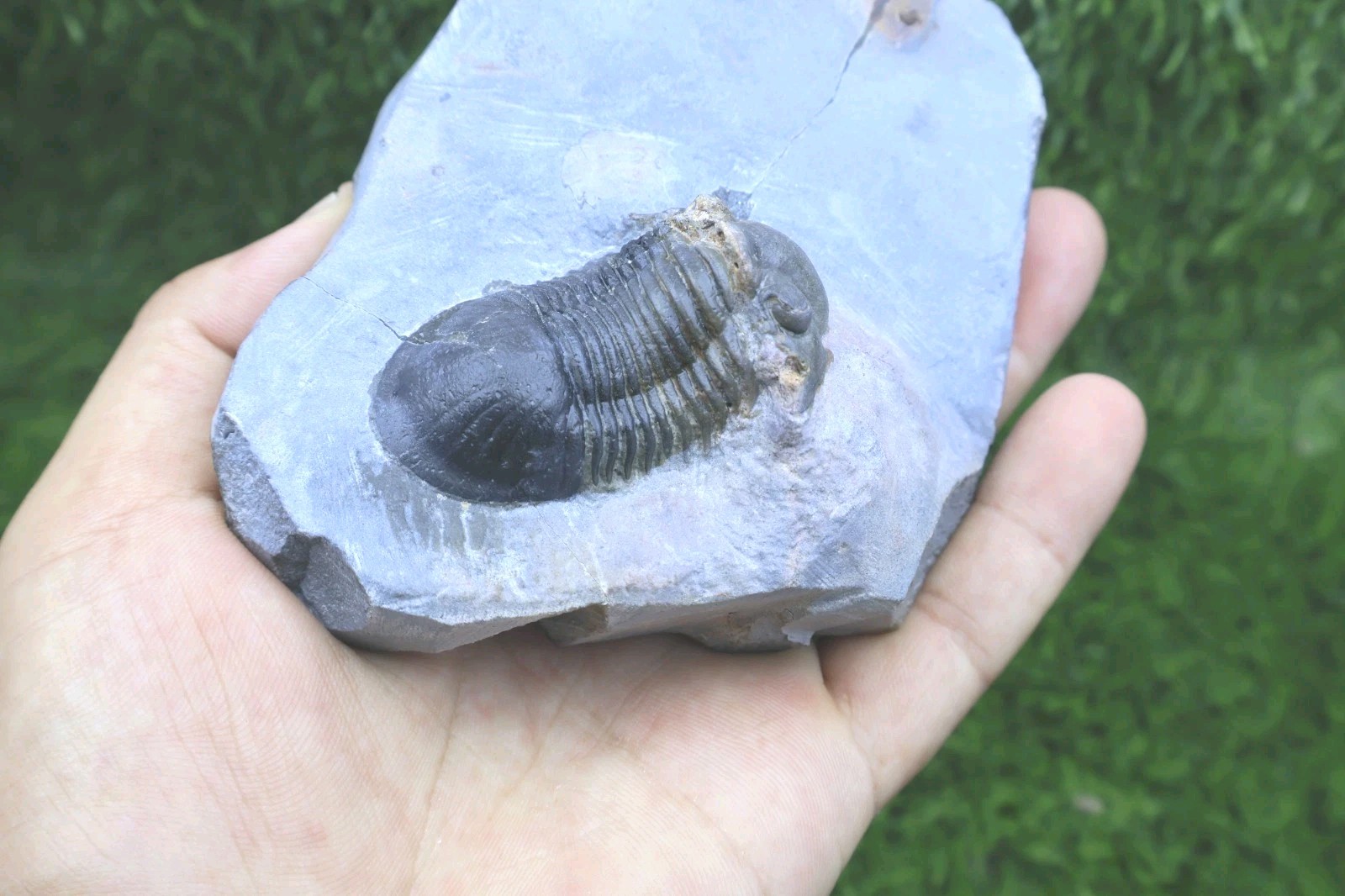 Trilobite Paralejurus trilobite fossil Devonian trilobite from Moroccan Fossil