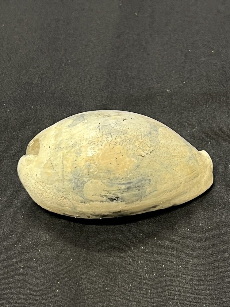 EXTINCT Fossilized COWRIE Shell From Central Florida - Pliocene Era.