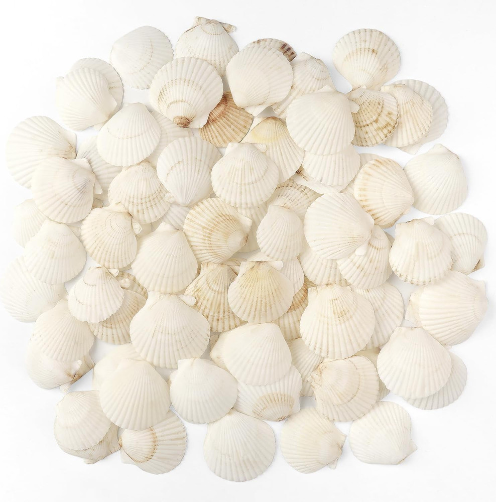 48 PCS Scallop Shells Natural Seashell 1.5" To 2" White Scallop Shells Small
