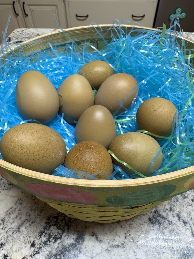 Olive Eggers F2 Dark Hatching 6+