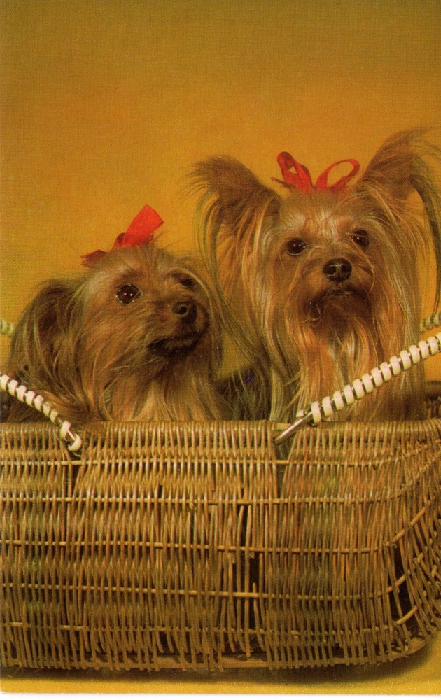 YORKSHIRE TERRIERS - PC5464