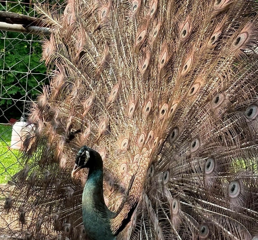 🦚 5 Peacock Peafowl Hatching Eggs 🦚 READ DESCRIPTION