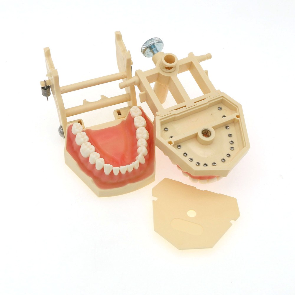 Frasaco AG3 Compatible Typodont 32 Type Screw-In Teeth & Restorative Simulation