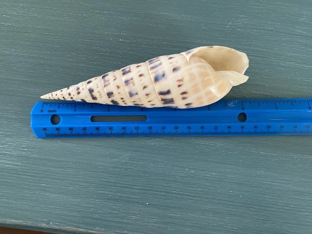 Terebra maculata (Marlinspike) 6” Long Specimen