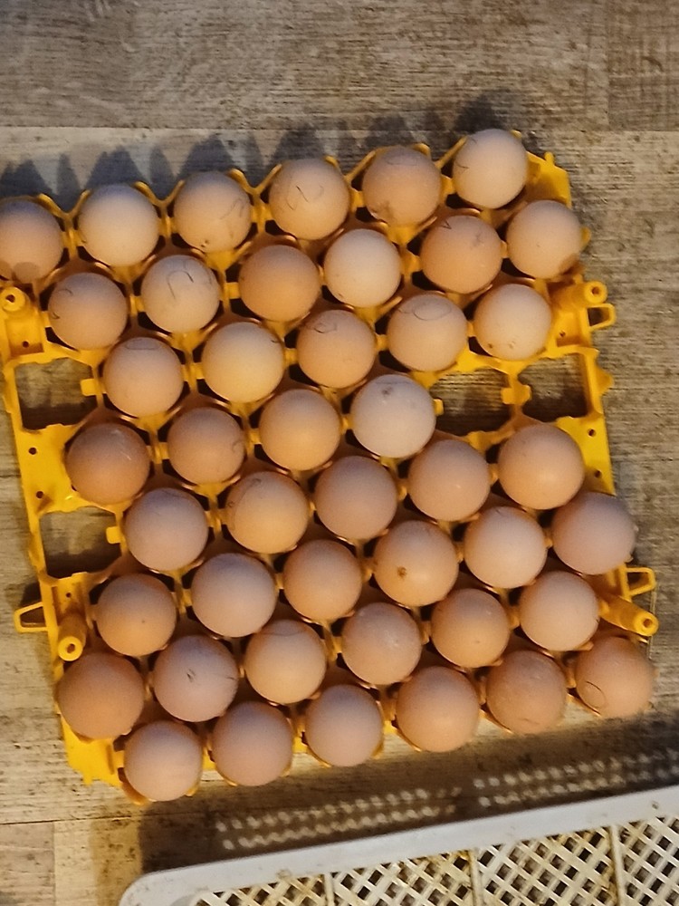 Brown Leghorn Hatching Eggs