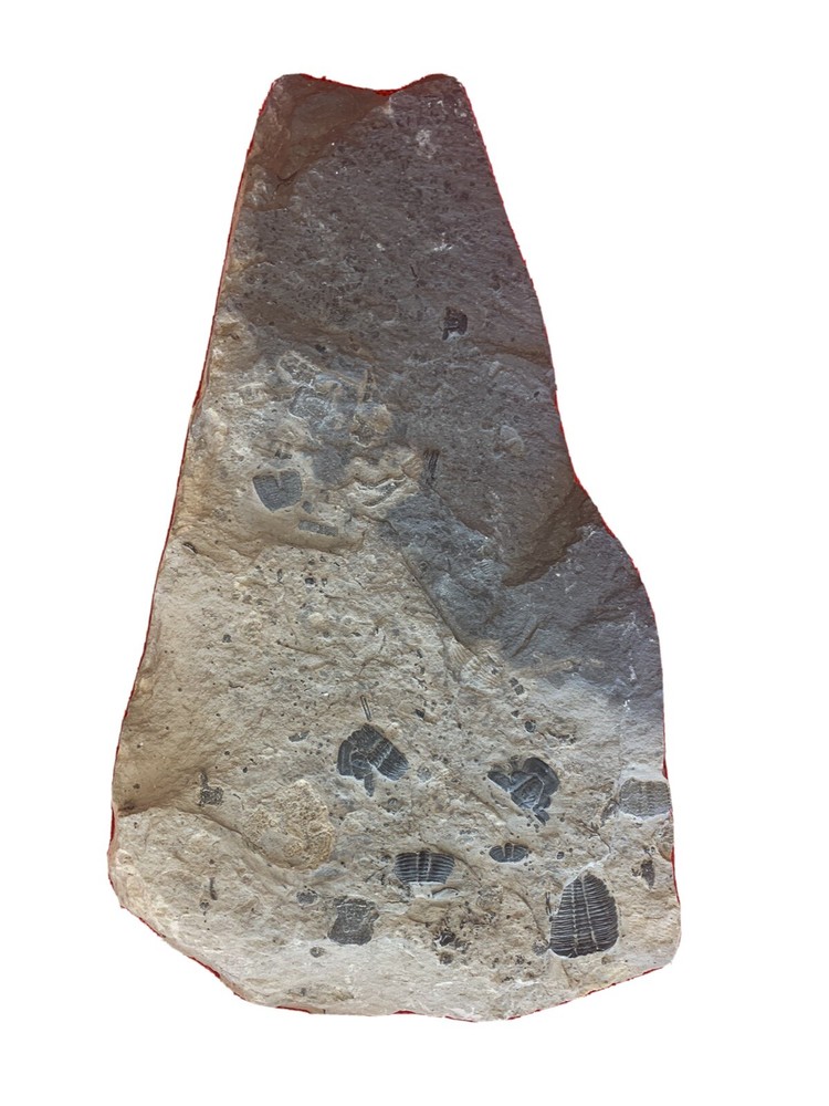 trilobite fossil