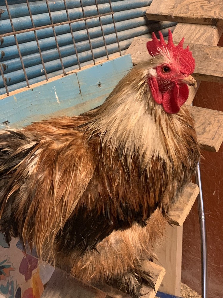 Bantam Cochin Eggs