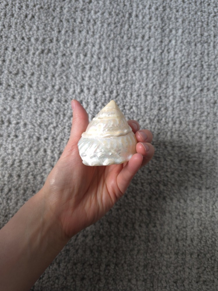 Iridescent Seashell Decorative Accent - Pearl White