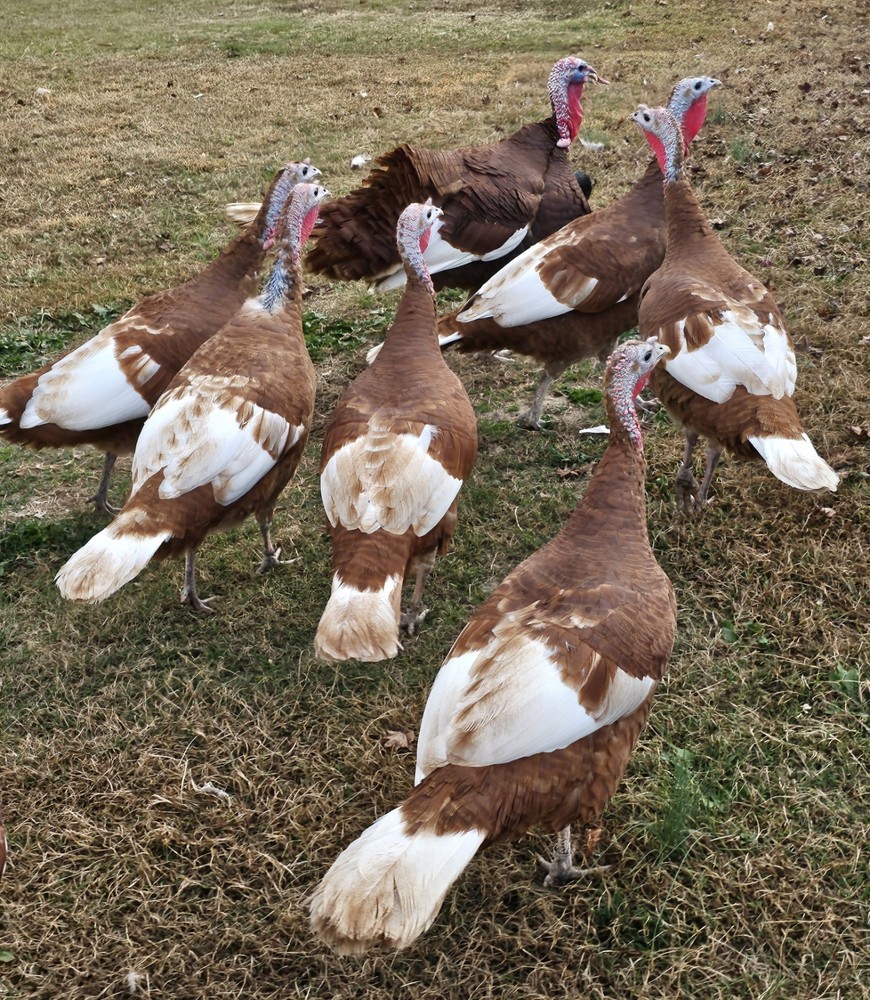 12 Bourbon Red Turkey Hatching Eggs