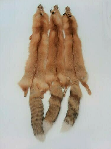 Tanned Canada Red Fox Winter “Heavy Fur” XL Pelt, Hide, Medium Grade (canrfmg)