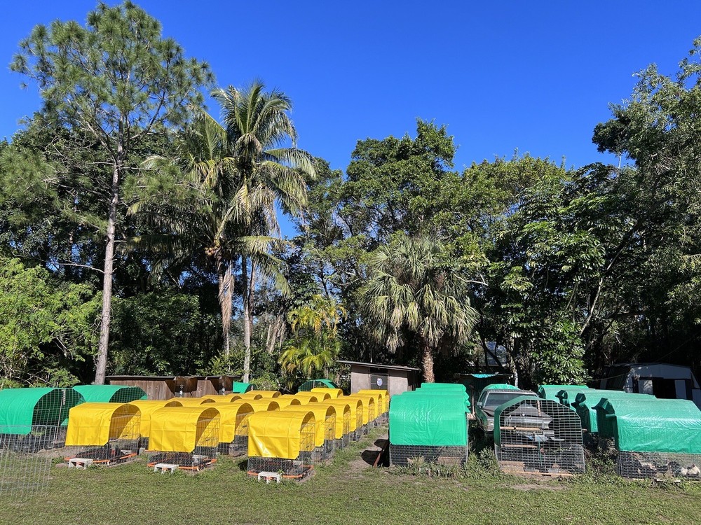 6 Plus Hatching Eggs