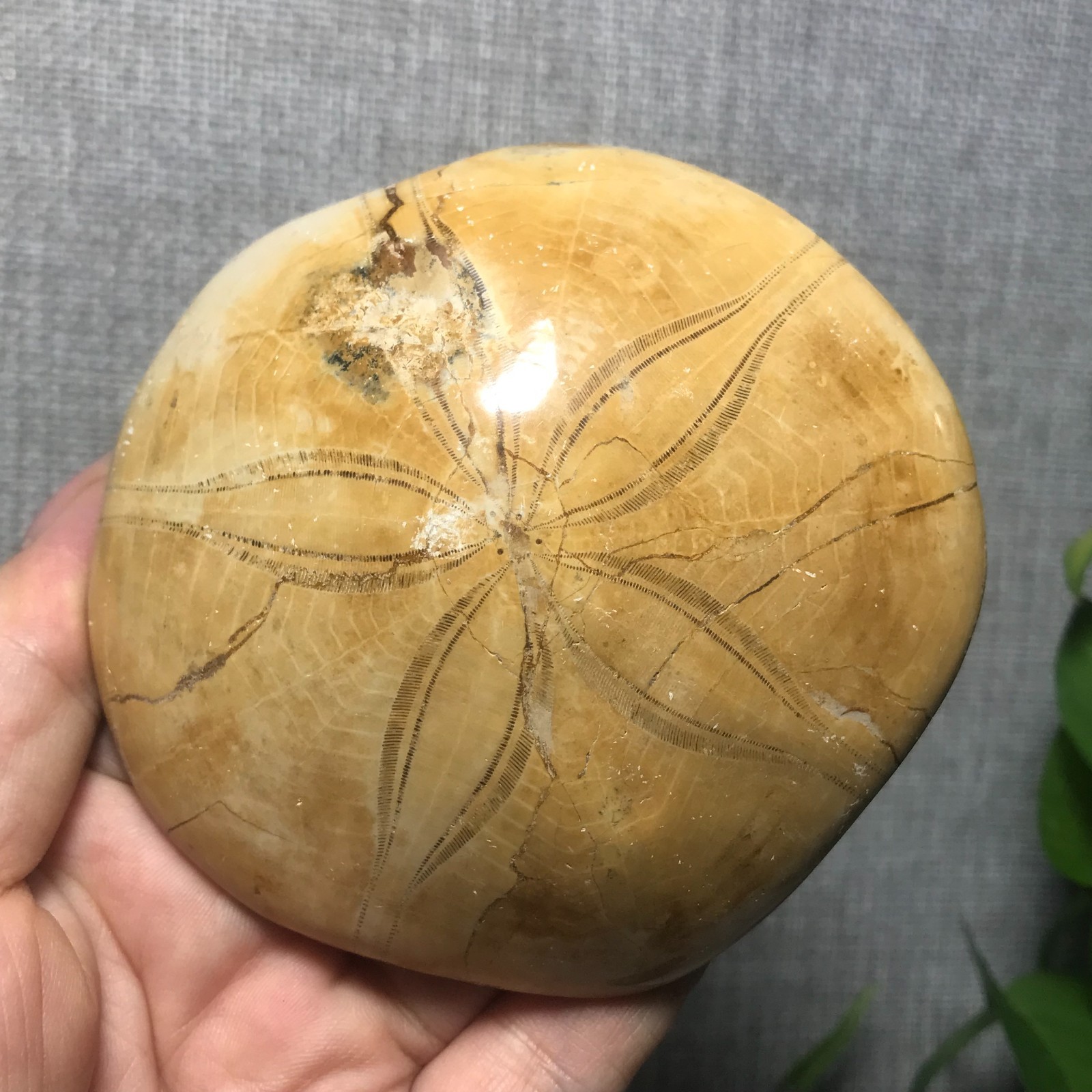 226g Starfish Crystal Specimen 01