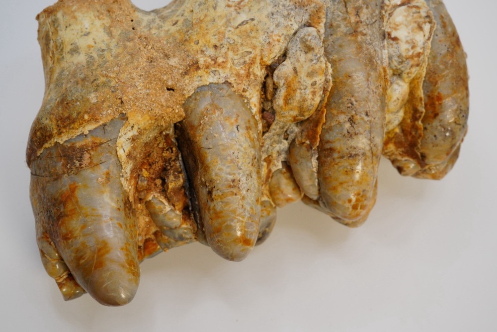 Platybelodon tooth