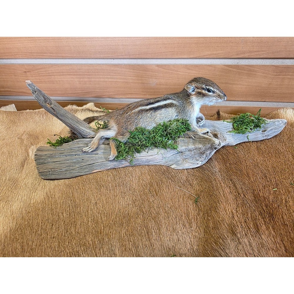 FHCK112 - Chipmunk Taxidermy Mount