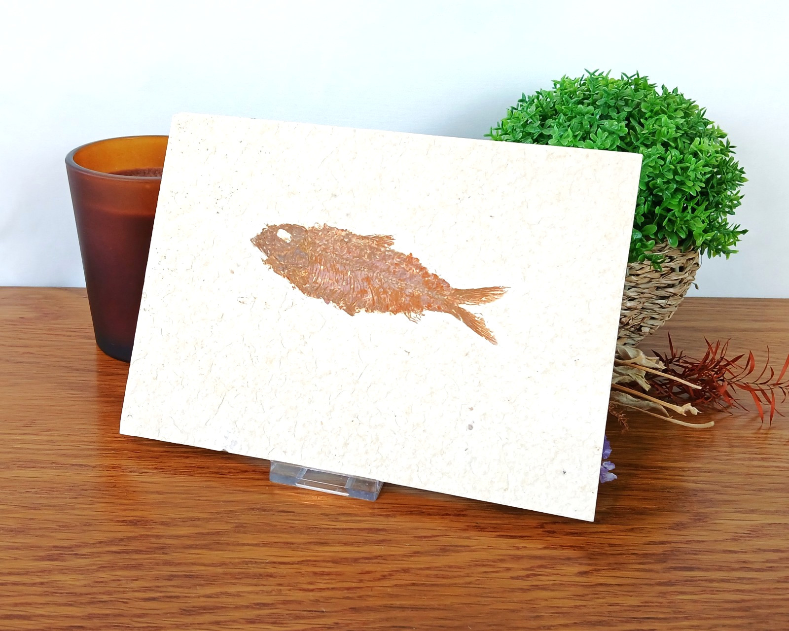 100% Genuine Knightia Alta Fish Fossil USA 180 x 130 x 10mm with Stand