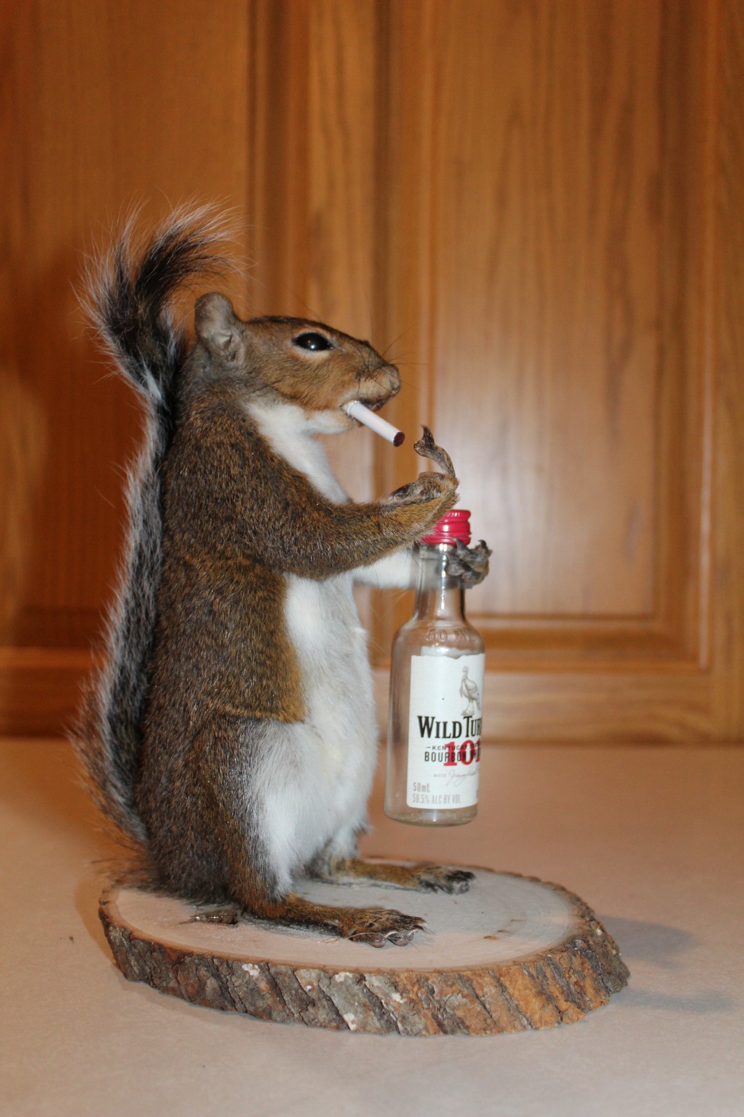 Taxidermy Naughty Squirrel Mount Novelty Present Whitetail Deer Log Cabin Decor