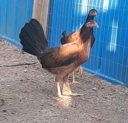 12 Chicken Hatching Eggs