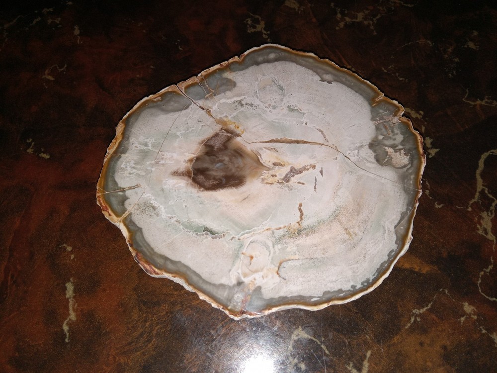 Petrified Wood from Madagascar