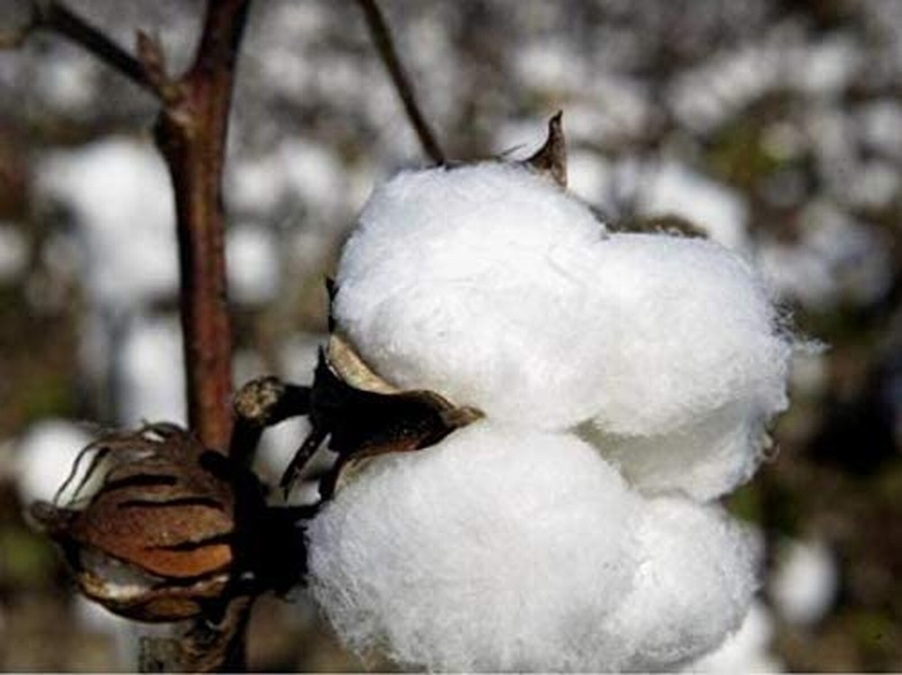 Best Moss Solid Full XL Size Egyptian Cotton Down Alternative Comforter