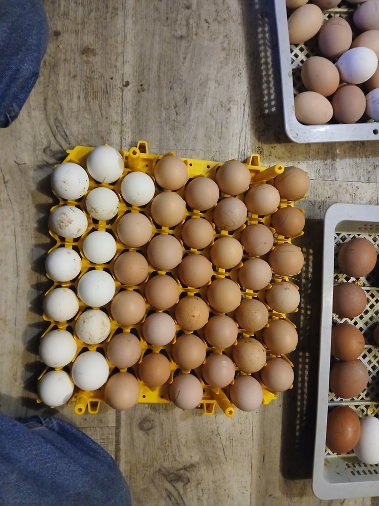 Brown Leghorn Hatching Eggs