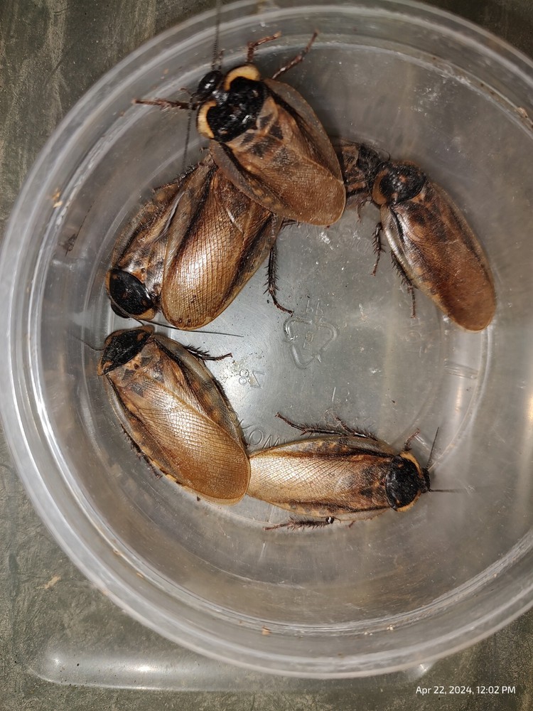 Headlamp Roach Nymphs 10+ Eublaberus serranus (Pantanal Roach)