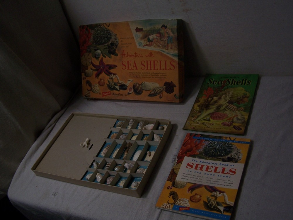adventure with sea shells capitol adventure set
