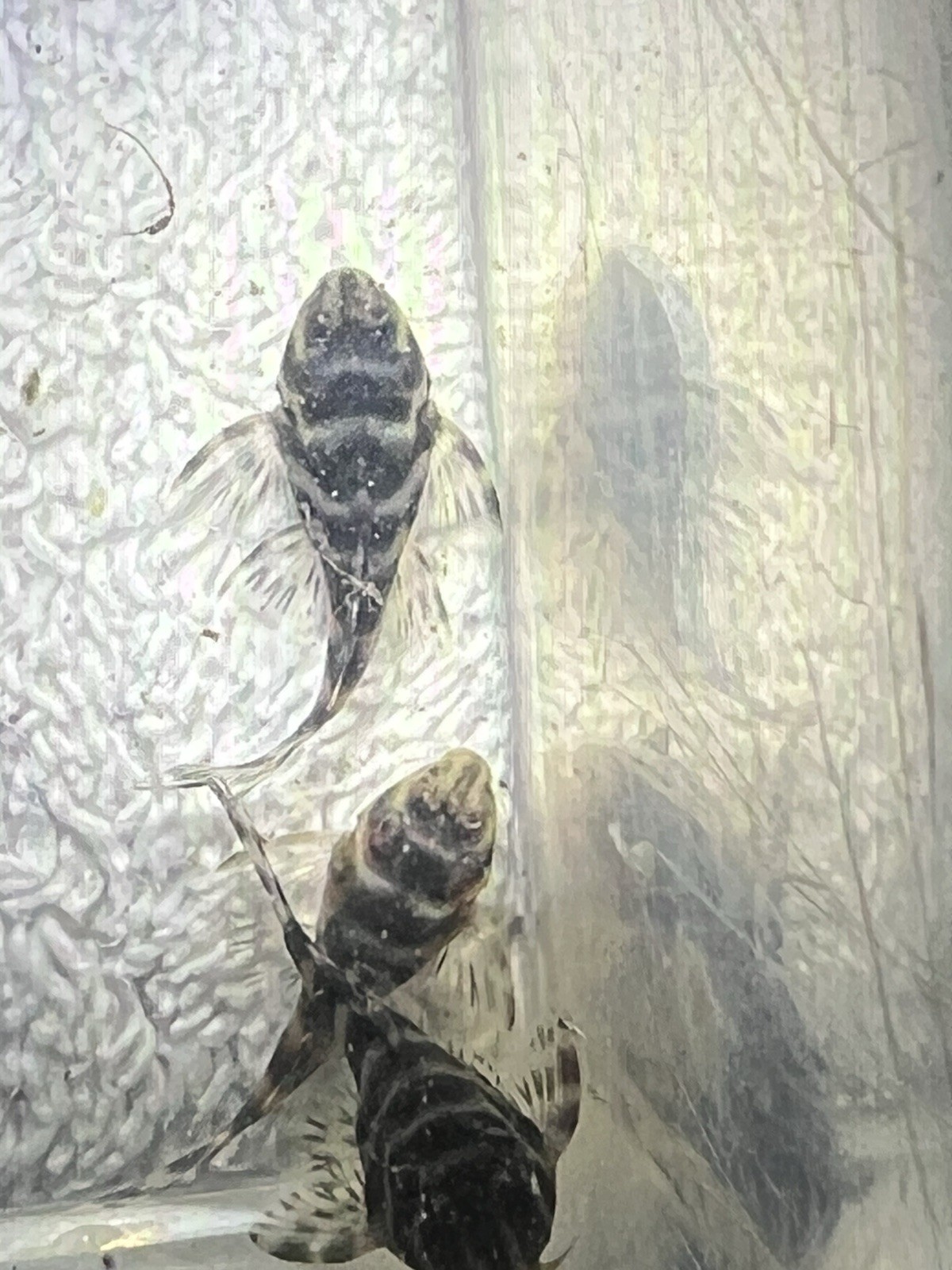 L333 Pleco Live 1-2 Inch King Tiger Pleco US Local Bred And Raised