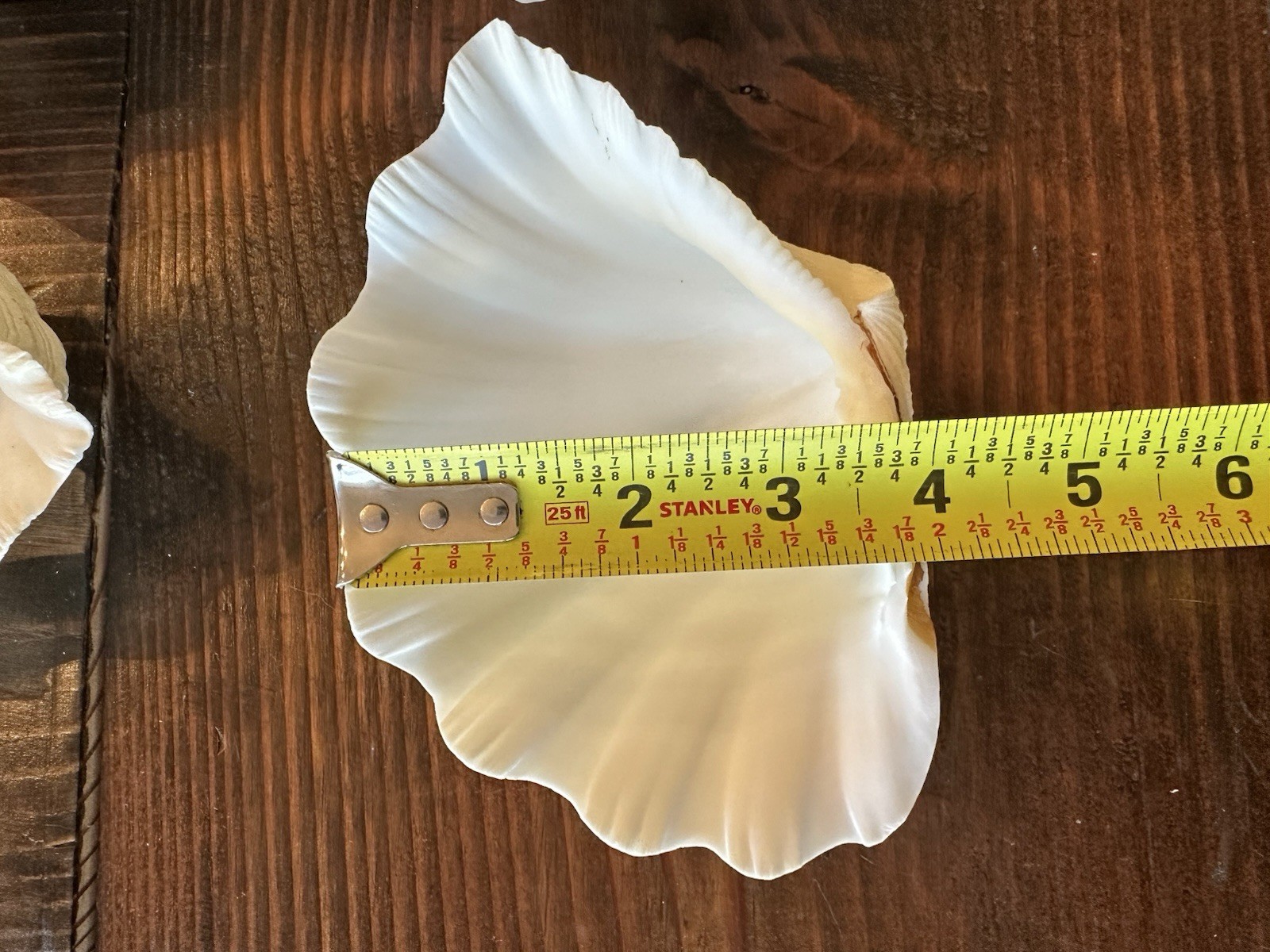 Set Of 6 TRIDACNA GIGAS(?) Clam Sea Shells Half 6” x 4” BEAR PAW Nautical Ocean