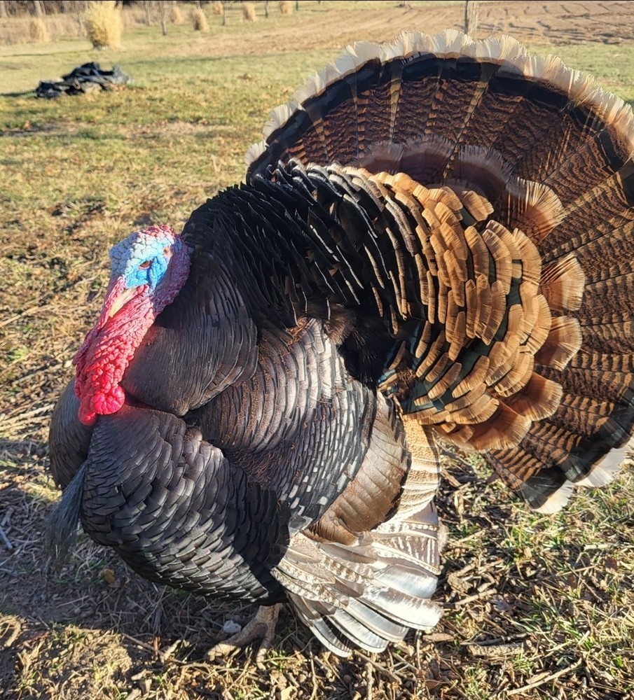 6 Eastern Wild ×Bourbon Red Turkey Cross Hatching Eggs