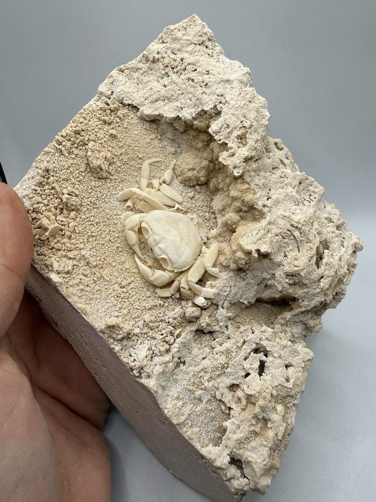 Authentic Potamon Fossil Crab Collection
