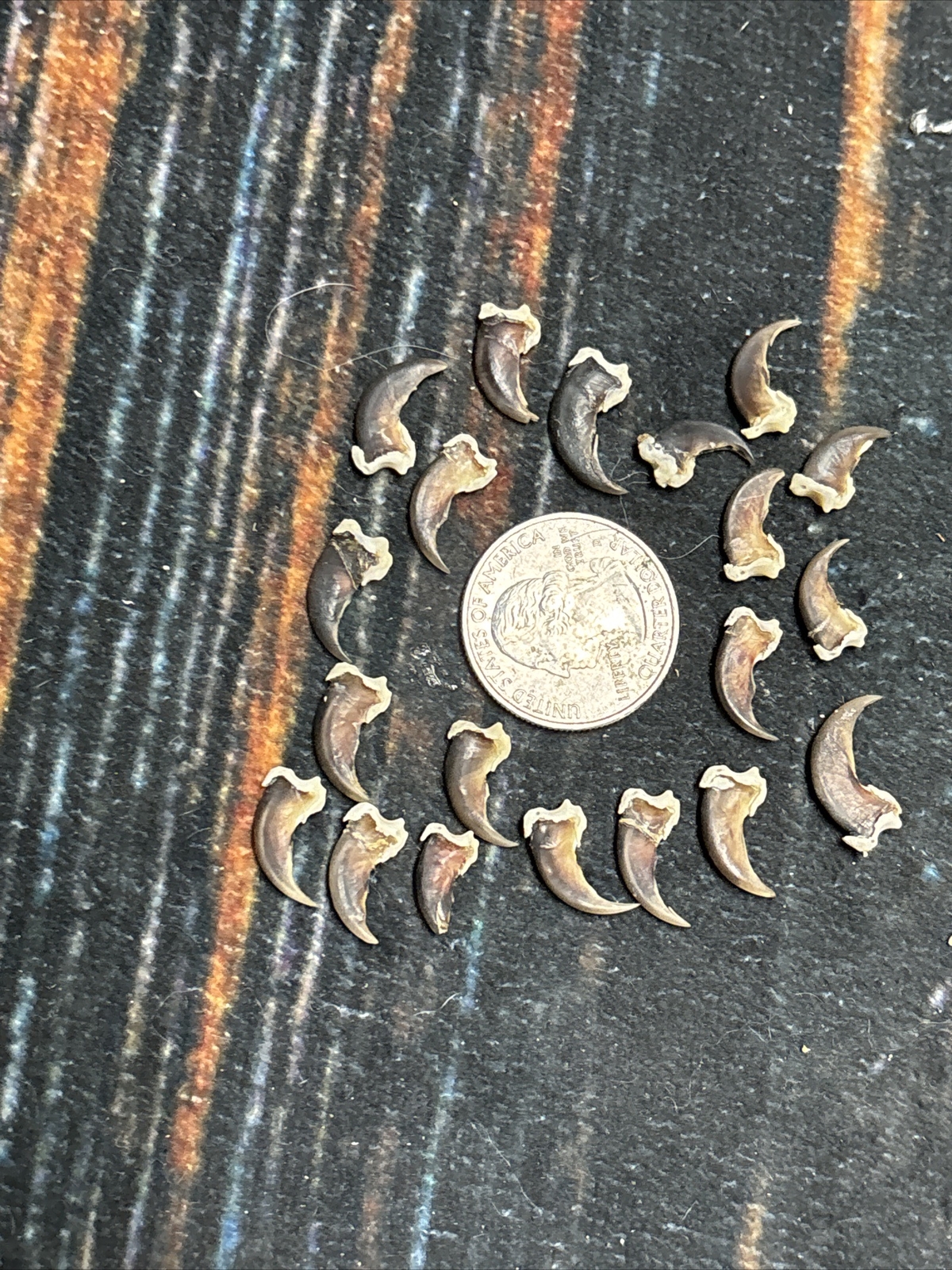 20 REAL Raccoon CLAWS TOE BONE Art Craft Animal Mount Jewelry Skull Coyote