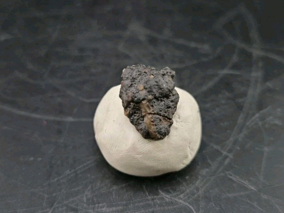 Fossil Dinosaur Permineralized Tooth T-rex 🦖